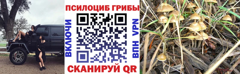 Псилоцибиновые грибы прущие грибы  Костомукша 